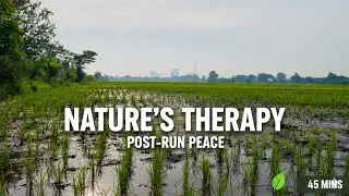 Tropical Countryside Morning Ambience | Rice Fields, Birds & Soft Breeze