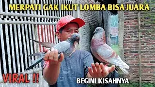 MANTAP‼️MERPATI INI DARI LAHIR SUDAH DI TAKDIRKAN JUARA