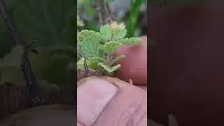Endostemon viscosus-A wild, beautiful member of Tulsi family