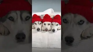 Сладкое угощение всегда поднимает нам настроение! #хаски #собаки