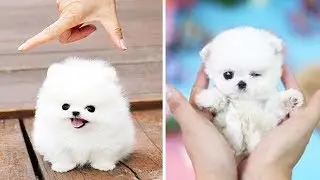 Cute Puppies 😍 Cute Funny and Smart Dogs Compilation #3