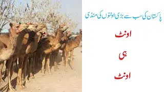 18 March 2022 Camel Mela mandi Anayat shah drbar update  || District Layyah punjab || 03075127394