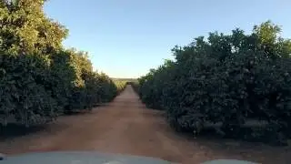 As melhores Laranjas do Mundo - Algoz