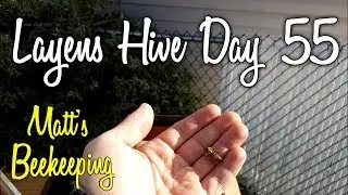The Layens Hive - Day Fifty Five - Matt's Vlog #45