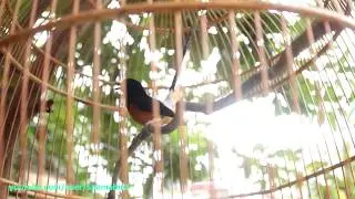 น้ำปั่น White-rumped shama