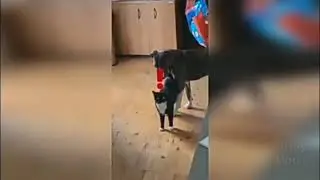 3 мин. И 31 сек. Жосткого угара!!!