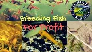 Breeding Fish for Profit Aquarium | Guppy Fish | Bushy Nose Pleco | Cherry Shrimp | How To