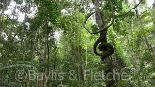 Liana in lowland rainforest, Malaysia. 20210326_141509.uhd