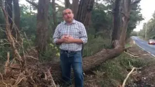 Jai Rowell MP Falling Trees.