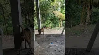 buenas buenas mi jente