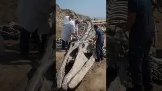 40-Foot Whale Fossil Found in Mediterranean Coastline