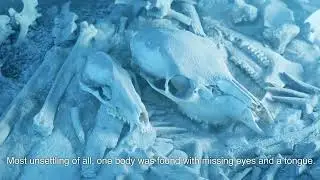 The Dyatlov Pass Incident: The Unexplained Russian Tragedy