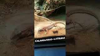 VOCÊ CONHECE? CALANGUINHO-LISTRADO ('Ameivula ocellifera')
