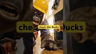 HVAC Workers BEWARE of Hiding Cats!