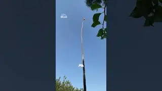 Unconventional palm tree cutting has cartoonish consequence