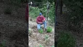 Straw vs Hay for your garden #growsomefood #garden #gardening