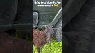 Zebu Baby Cows & Lambs Are Growing Up Fast! #ranch #farming #goat #animals #sheep #zebu #lamb #cow