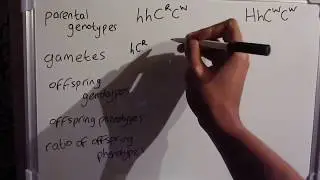 AQA A-Level Biology Topic 3.7.1 - Codominance and Multiple Alleles