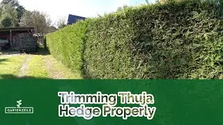 Trimming Thuja Hedge Properly | How to Trim Thuja, Arborvitae, and Conifers! Guide/Tutorial