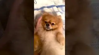 PawSono Pet Paw Cleansing Foam #pawsono #mypet #pawsonopet #pets #cat #fyp #viralvideo
