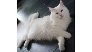 Ginger and white cat
