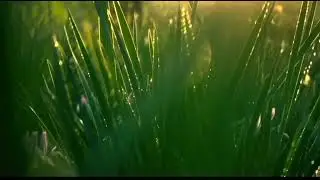 Bài Ca Kỷ Niệm || St: Bằng Giang & Tú Nhi || Cover: Hạnh Duyên 