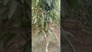 End Zrur daikhna || White Chaunsa Mango Plant