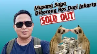 Harga Musang Ini Seharga Motor Baru ❗❗