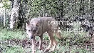 Cantabria El lobo (parte I).  Fauna ibérica. Fototrampeo Cántabro.