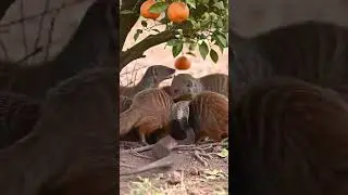 VIRAL ANIMAL (AI Wildlife Simulation) #mongoose #snake #animals