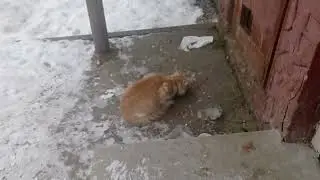 КІТ РИЖА