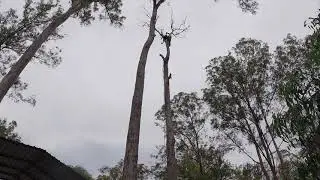 Some more red stringybark trees