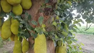 Jackfruit Tree | Jackfruit | Desi Kheti @desikisancorner
