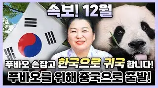 속보! 12월에 한국 무당 최초로 푸바오를 위해 중국 갑니다! 한국으로 데려올게요💖