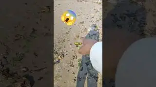 Saving Stranded Moon Jellyfish! 🌊