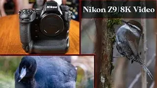 Nikon Z9 8K Video Test - High Resolution Wildlife Footage