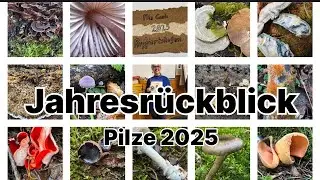 Jahresr&uuml;ckblick Pilze 2025 