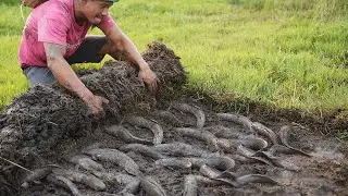 Finding & Catfish Secret Under Grass when Dry Water - Amazing Catching Dry Season 2021