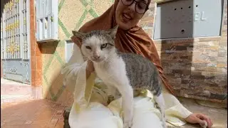 Tiger the cat is very calm and gentle. I love meeting him and feeding him.