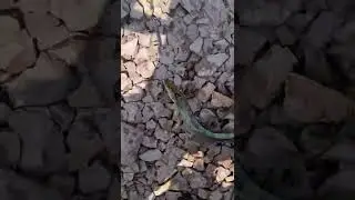 Big Baam (Eel) Fishing #bigbaam #baam #baam_fishing #baamfish #baamfishing #fishing #fish