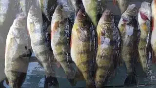 No Knot Line Leader Connectors - Bear Paw Tackle