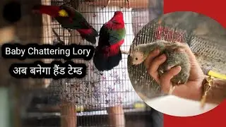 Chattering Lory Baby's First Step to Become Hand Tamed, चेटरिंग लॉरी बेबी की हैंड टेमिंग की पहली झलक