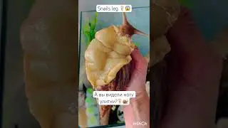 Знали, что тело улитки называется Нога?🦶🏻❤️ #trend #reels #snails