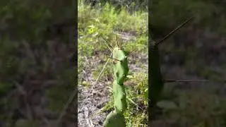 Prickly boi! Intrusive thoughts of the day! #intrusivethoughts #hiking #outdoors #nature #shorts
