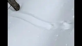 Mystery Animal Tracks #3