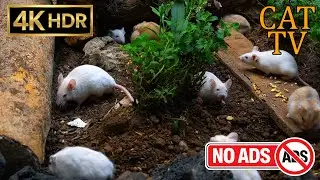 [NO ADS, NO AI] CAT TV 😺 Super Hamster Colony: Massive Garden Gathering 🐭 4K HDR 60FPS