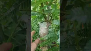 Yongchak Grafting after 2 months #gardening #shortvideo #yongchak #highlights #explore #fyp