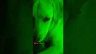 Mac in colour switch effect | #shorts #colrswitch #trending #foryou #cute #love #doglovers #doglove