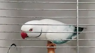 Ring neck mutations ! 🌈🌻⭐ 2025 Fairfield bird sale