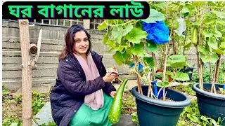 নিজ হাতে লাউ কেটে আনলাম নুপুর আপুর বাগান থেকে।|JF DISHA VLOGS||Gardening UK||Bengali Vlogs|